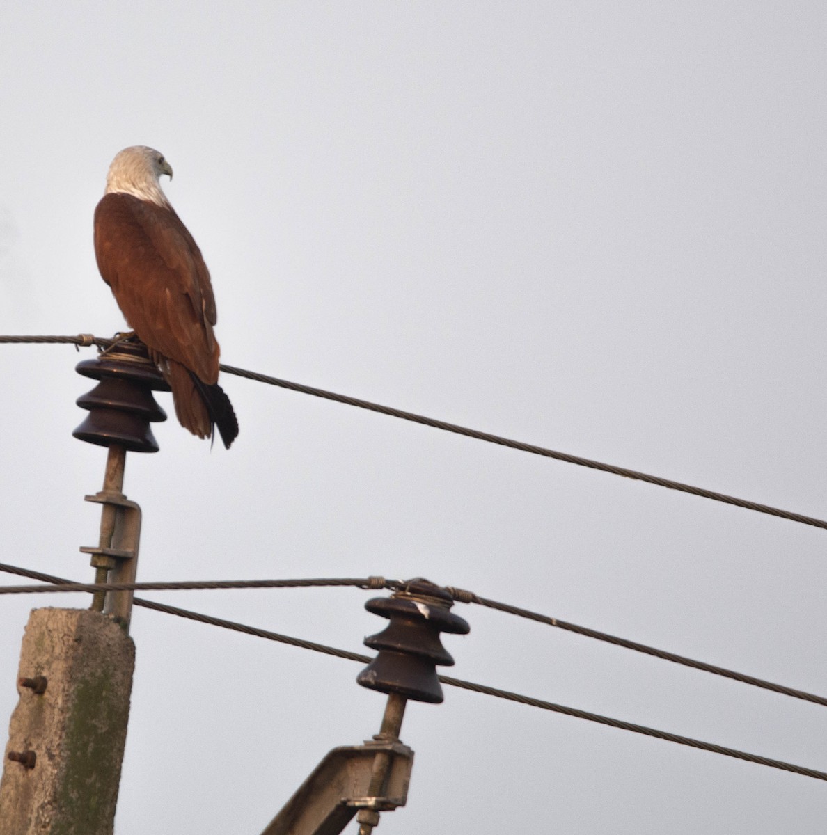 Brahminy Kite - ML614143723