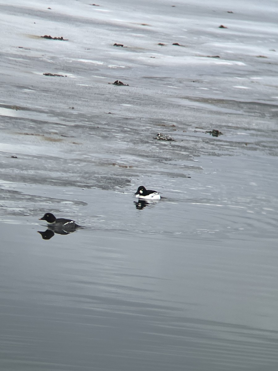 Common x Barrow's Goldeneye (hybrid) - Adrian Rouse