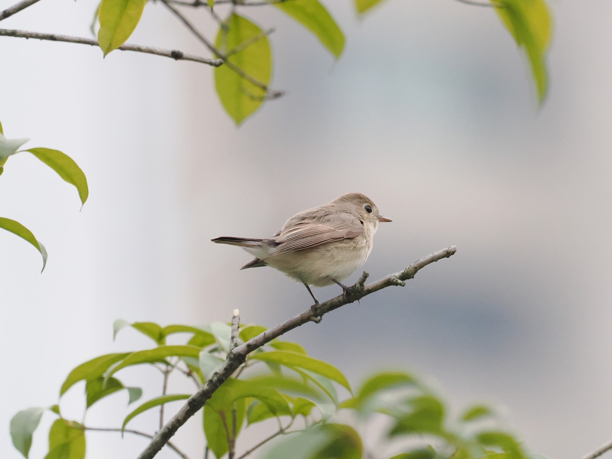 Red-breasted Flycatcher - ML614143768