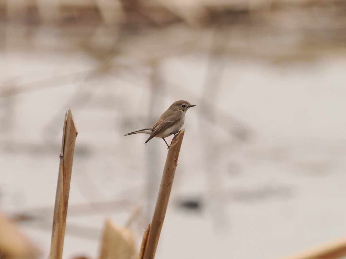 Taiga Flycatcher - ML614143785