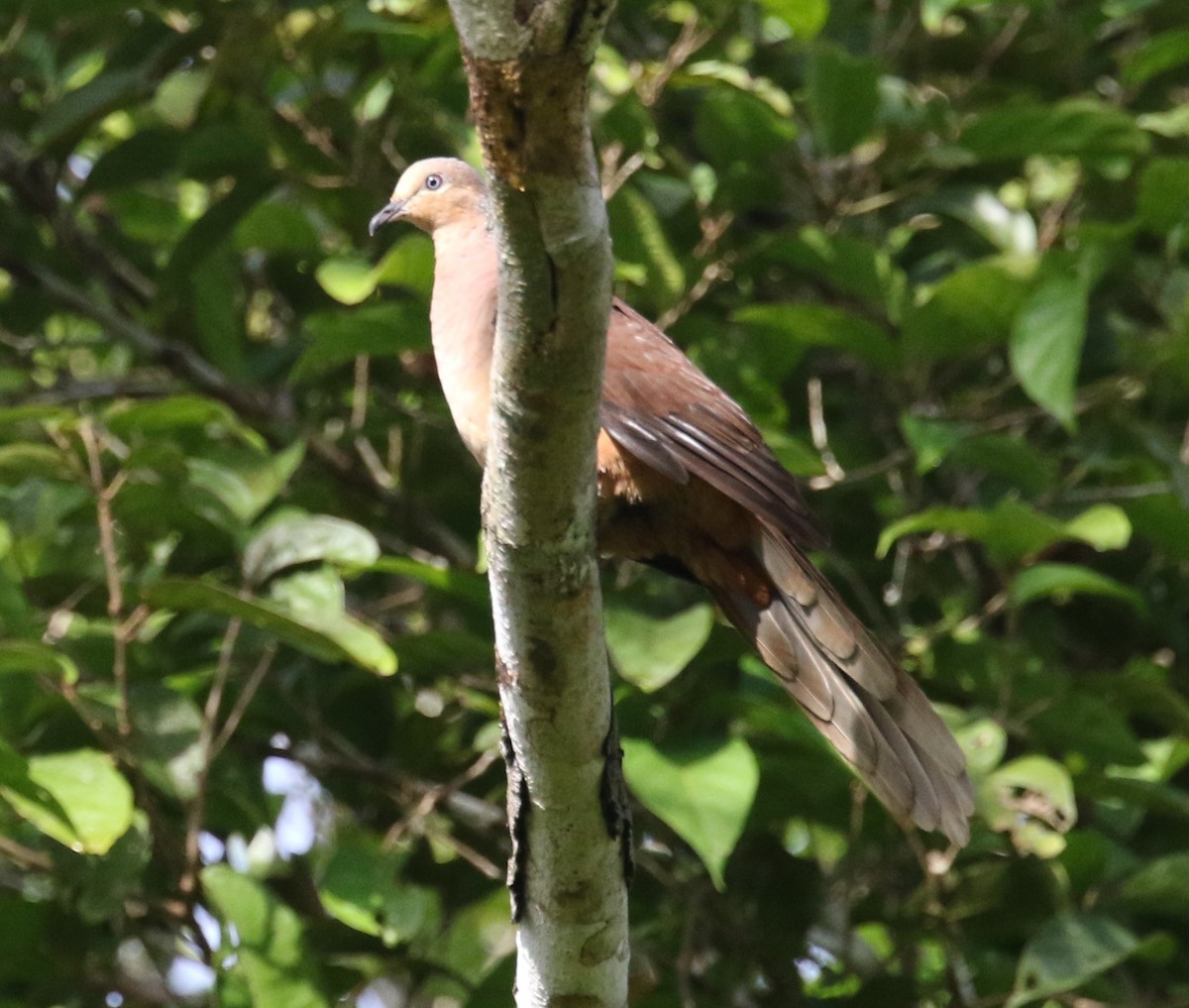 Amboyna Cuckoo-Dove - Alain Pataud