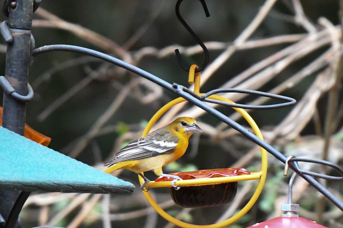 Baltimore Oriole - Dave Joyce