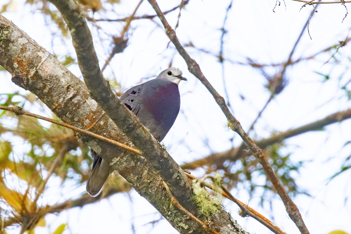 Maroon-chested Ground Dove - Julien Mazenauer | Ornis Birding Expeditions