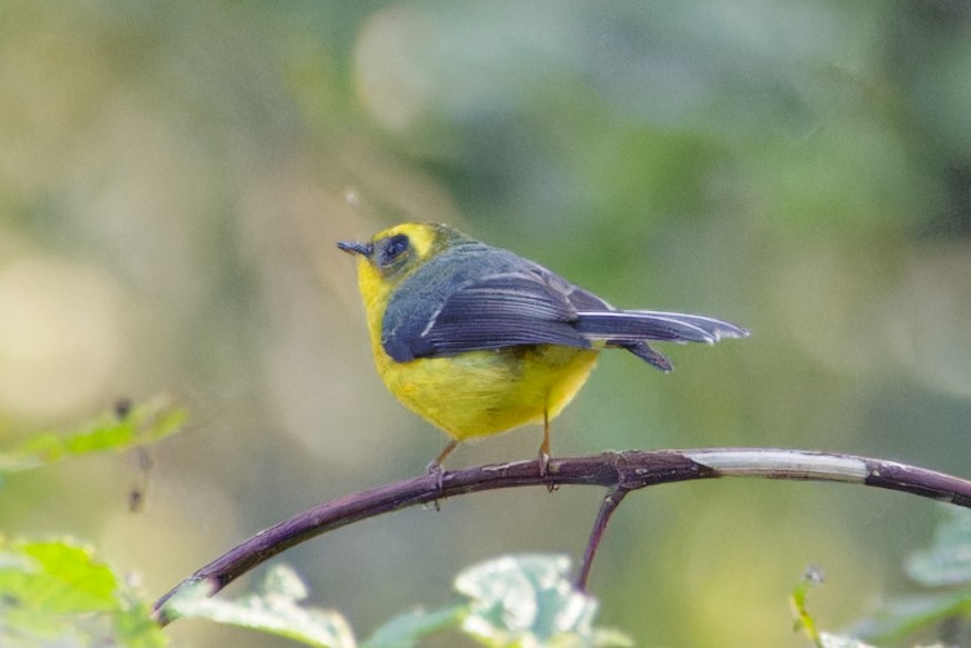 Yellow-bellied Fairy-Fantail - Syed Ibrahim Shah Jalal