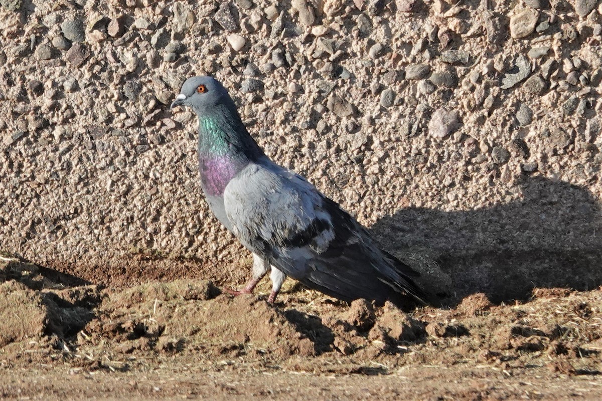 Rock Pigeon (Feral Pigeon) - ML614144004