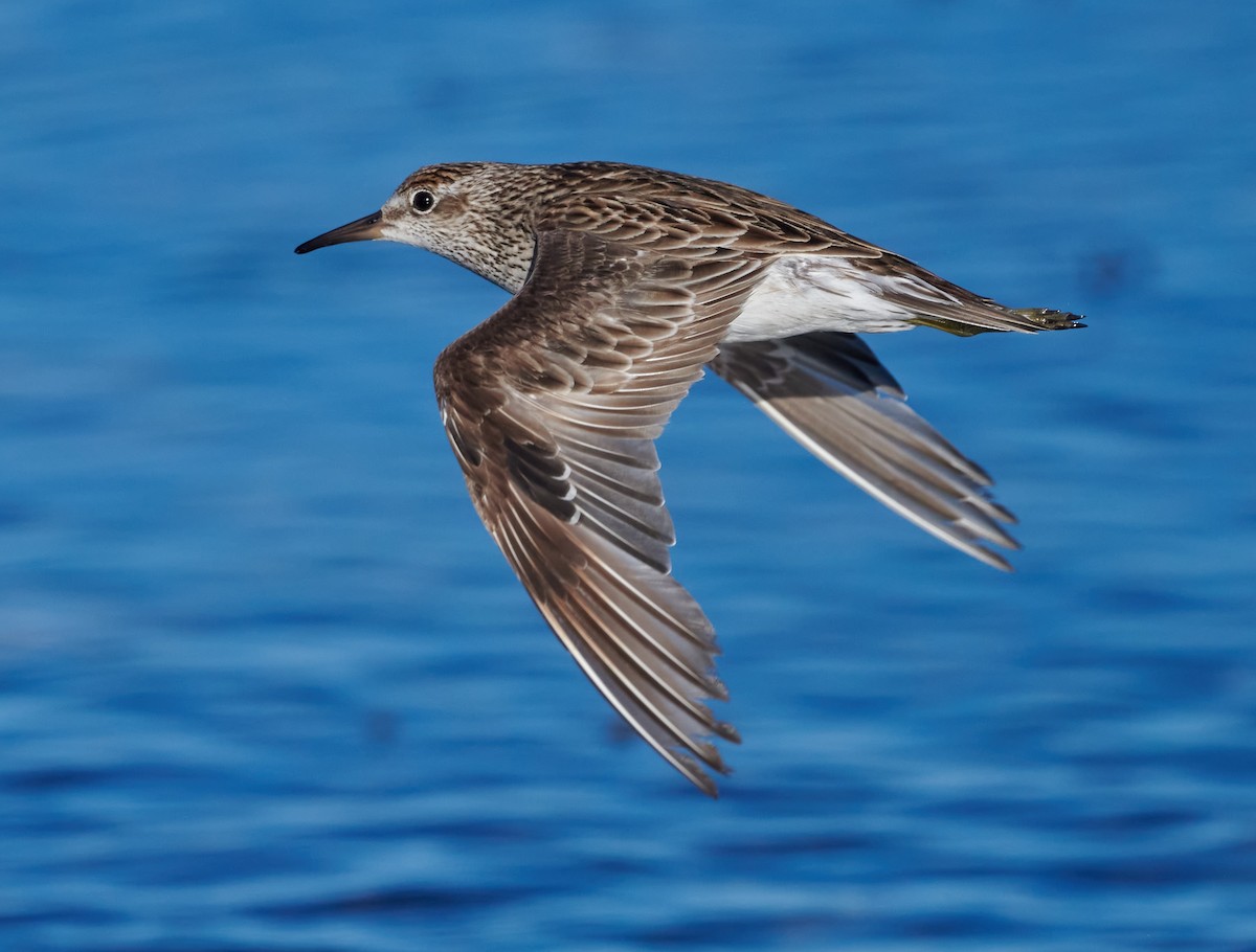 Sharp-tailed Sandpiper - Steven McBride