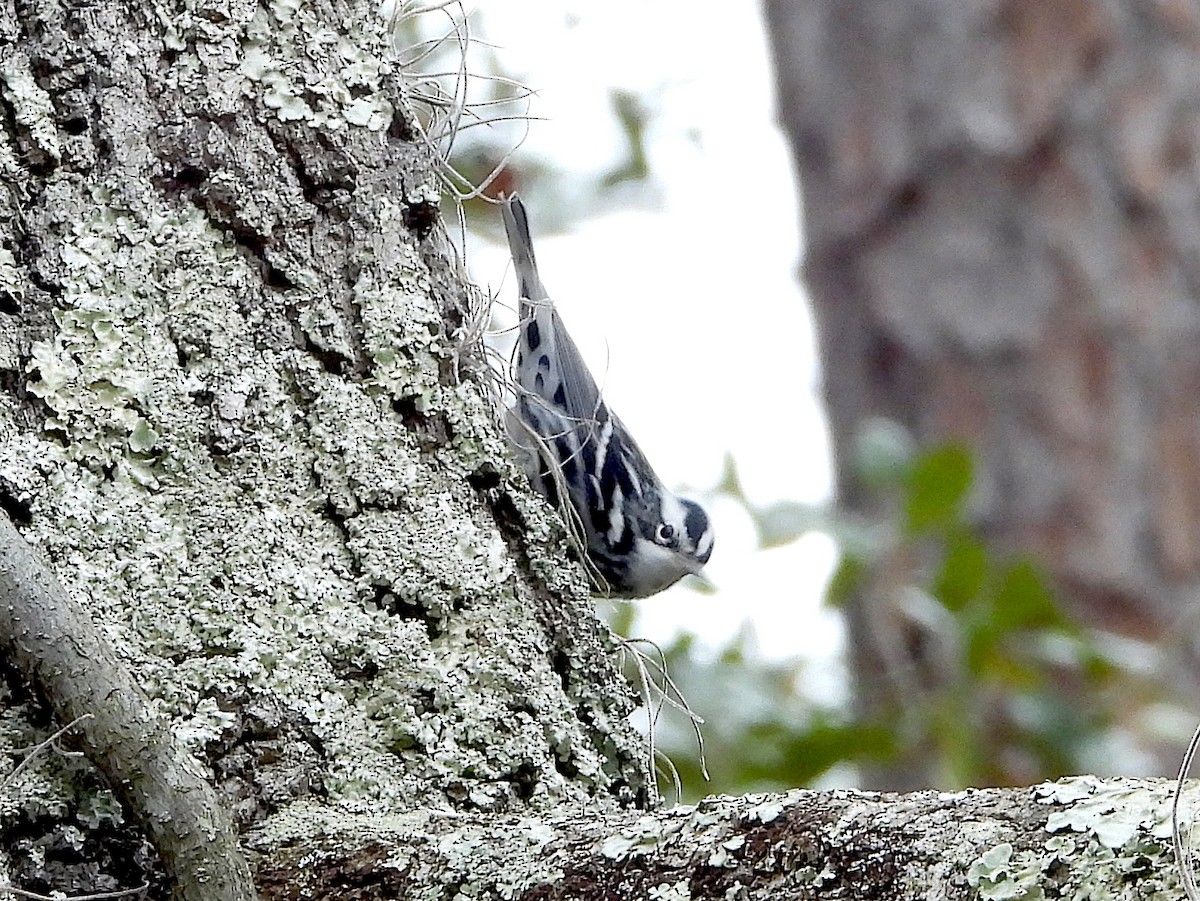 Black-and-white Warbler - ML614144066