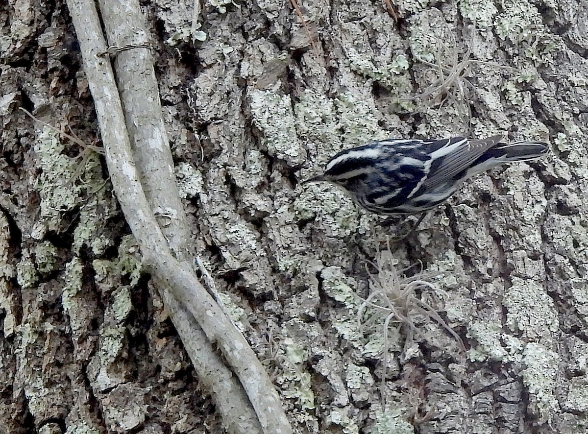 Black-and-white Warbler - ML614144070