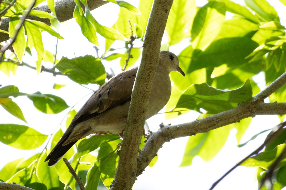 Ruddy Ground Dove - ML614144074