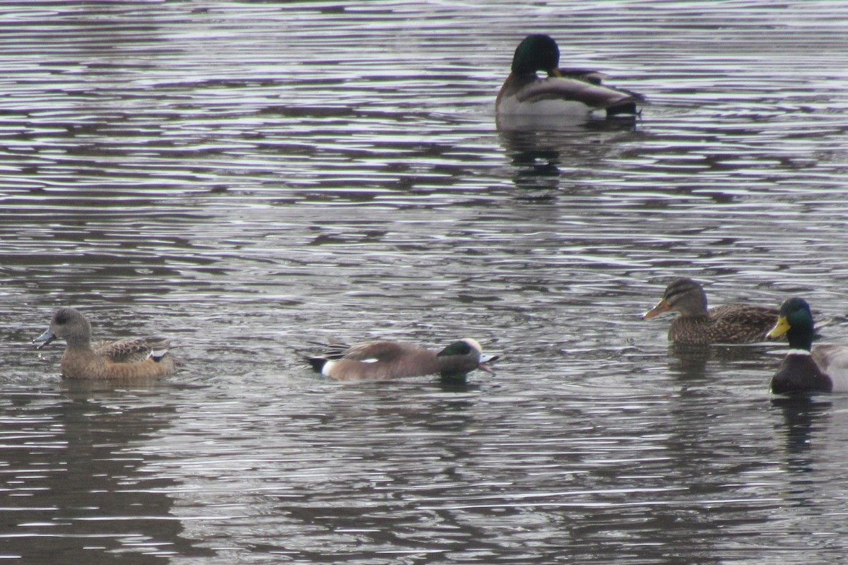 American Wigeon - ML614144094