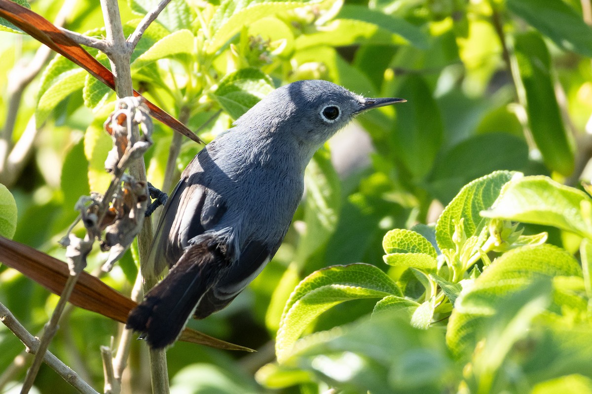 Blue-gray Gnatcatcher (Cozumel) - Tobin Brown