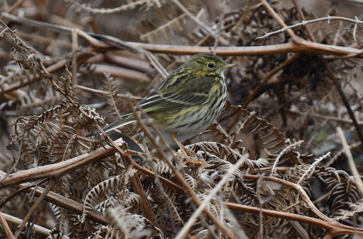 Нугын шийхнүүхэй - ML614144152