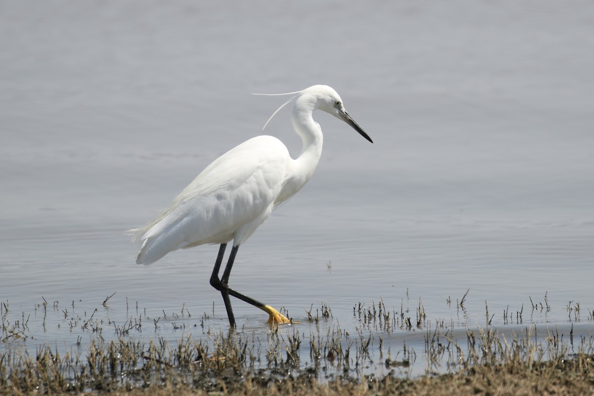 Little Egret - ML614144168