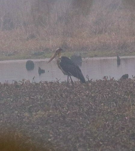 marabu malajský - ML614144199