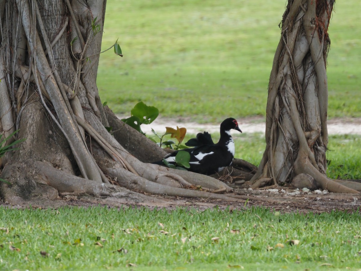 ノバリケン（家畜） - ML614144216