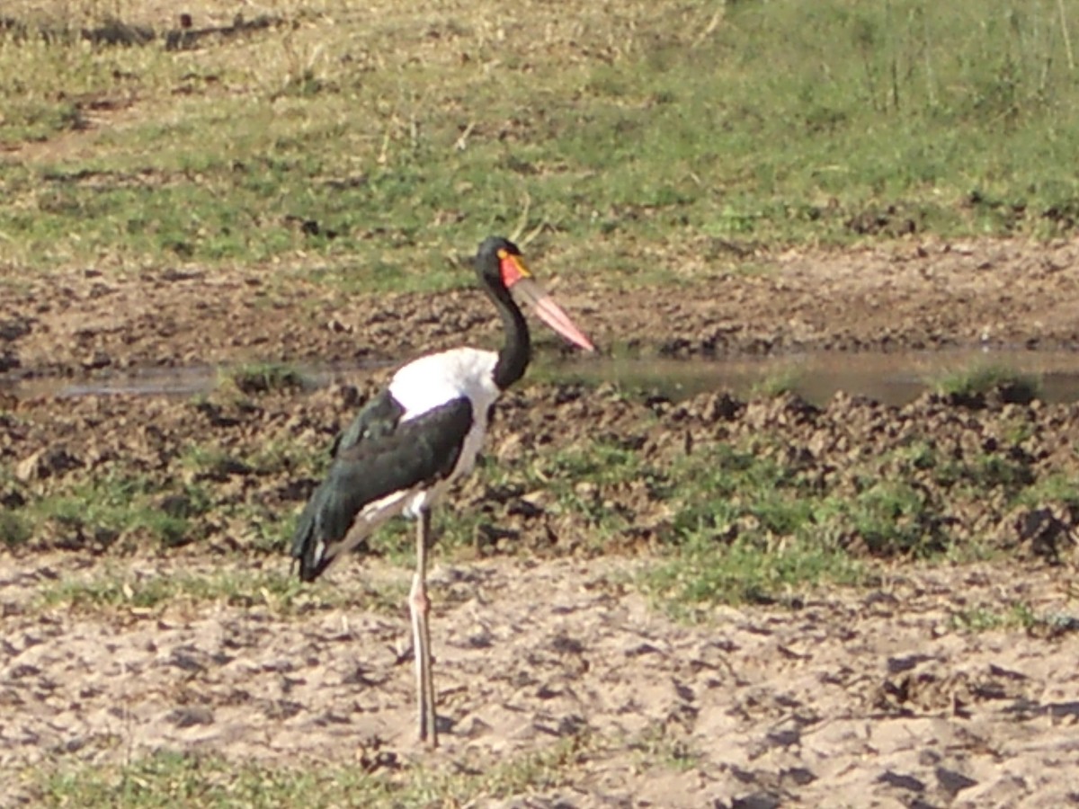 Saddle-billed Stork - ML614144218