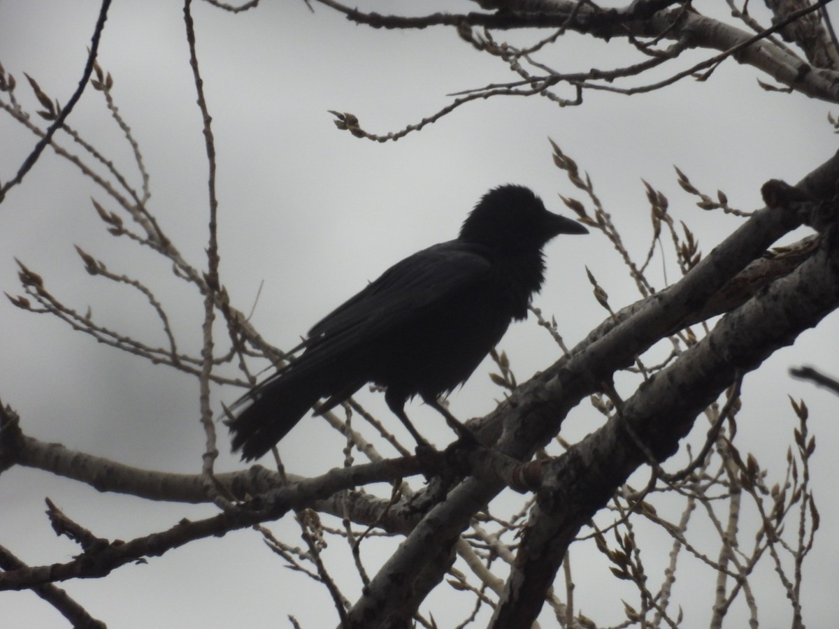 American Crow - ML614144253