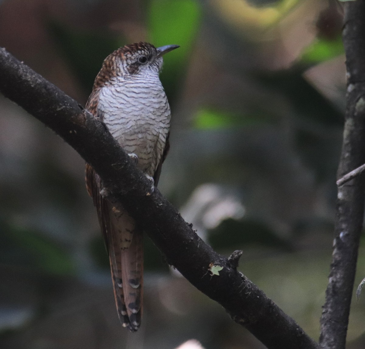 Banded Bay Cuckoo - ML614144257