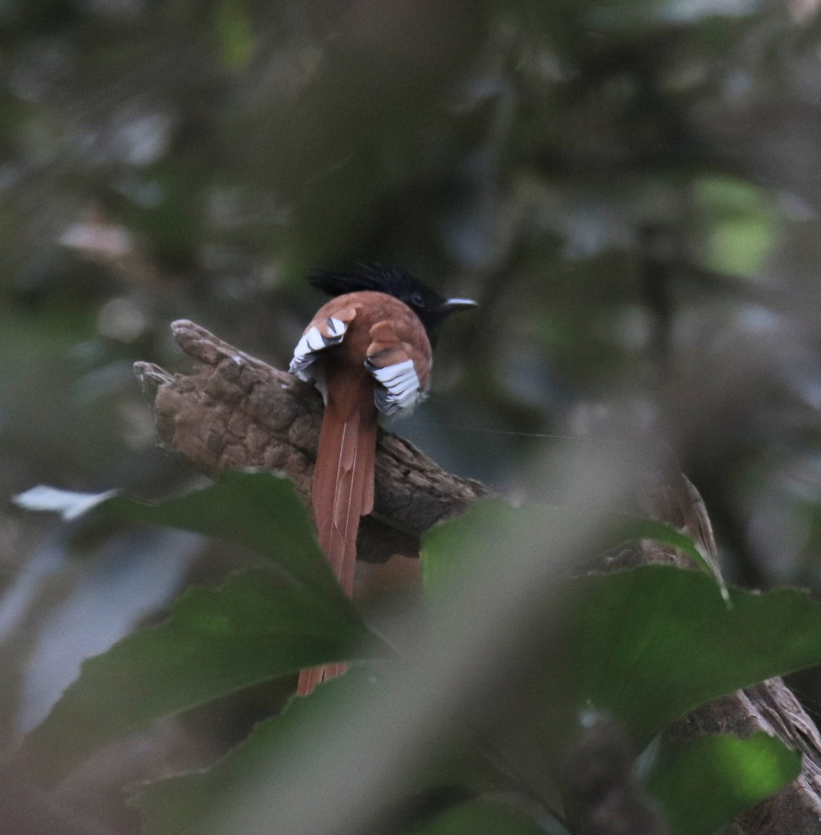 Indian Paradise-Flycatcher - ML614144275