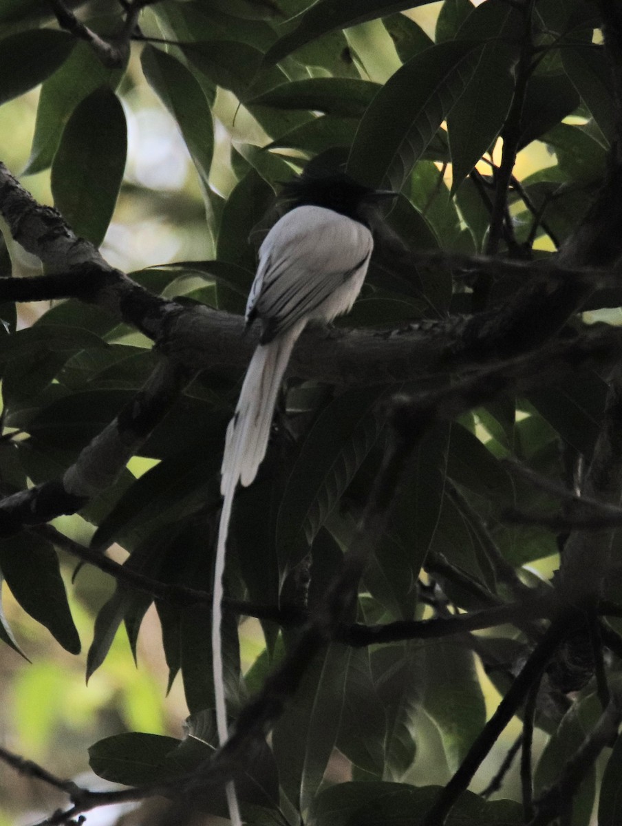 Indian Paradise-Flycatcher - ML614144276