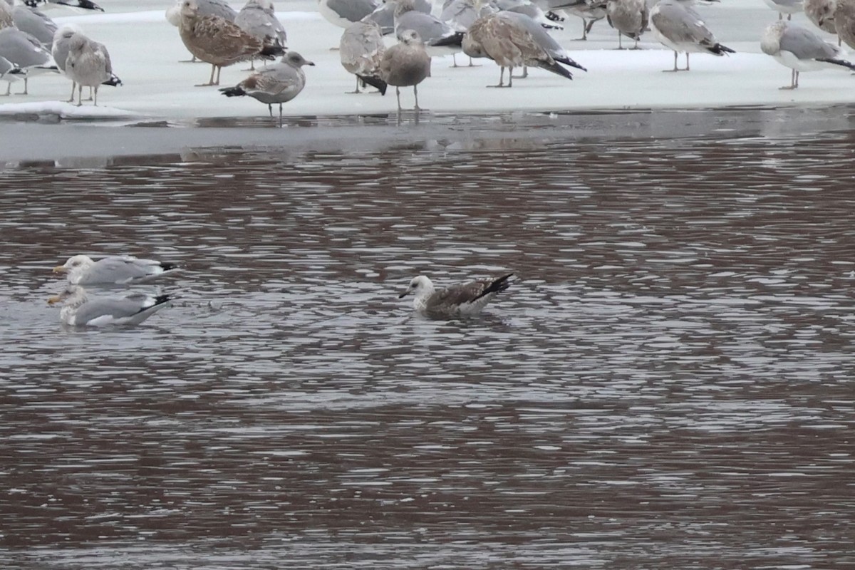 Lesser Black-backed Gull - ML614144284