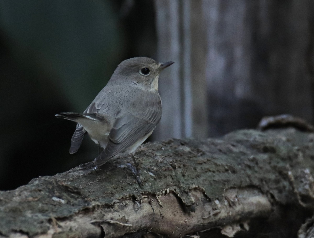 Taiga Flycatcher - ML614144311