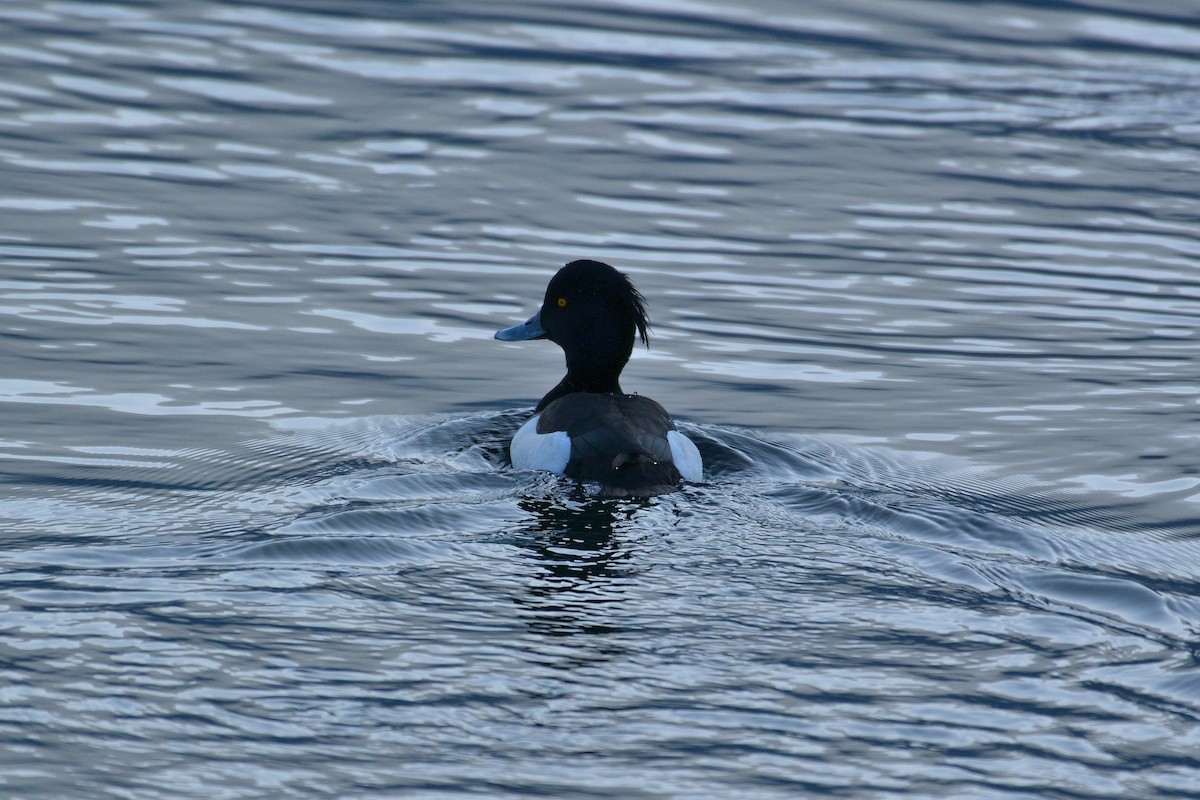 Tufted Duck - ML614144371