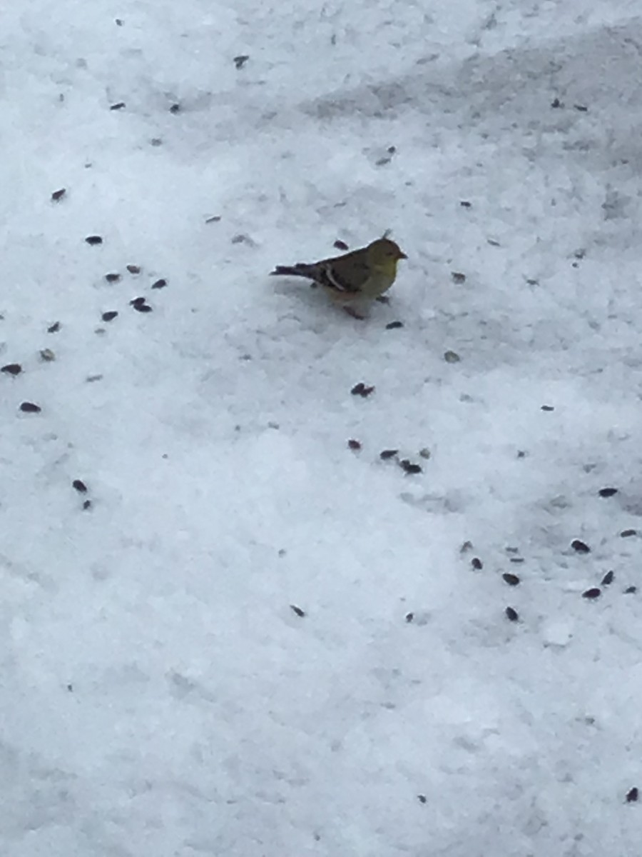 Chardonneret jaune - ML614144408