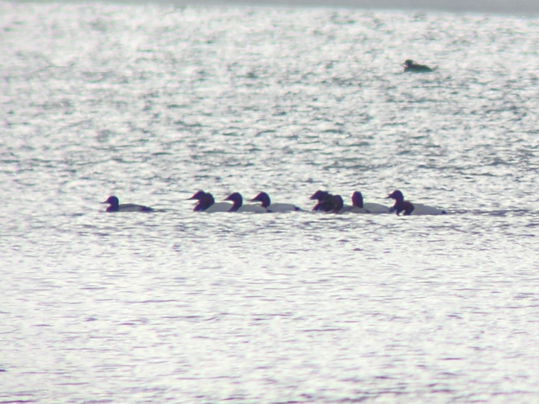 Canvasback - ML614144428