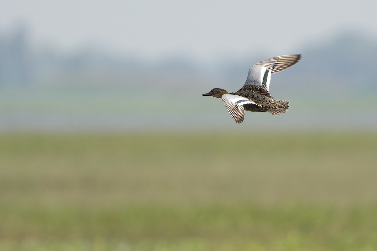 Garganey - Sam Hambly