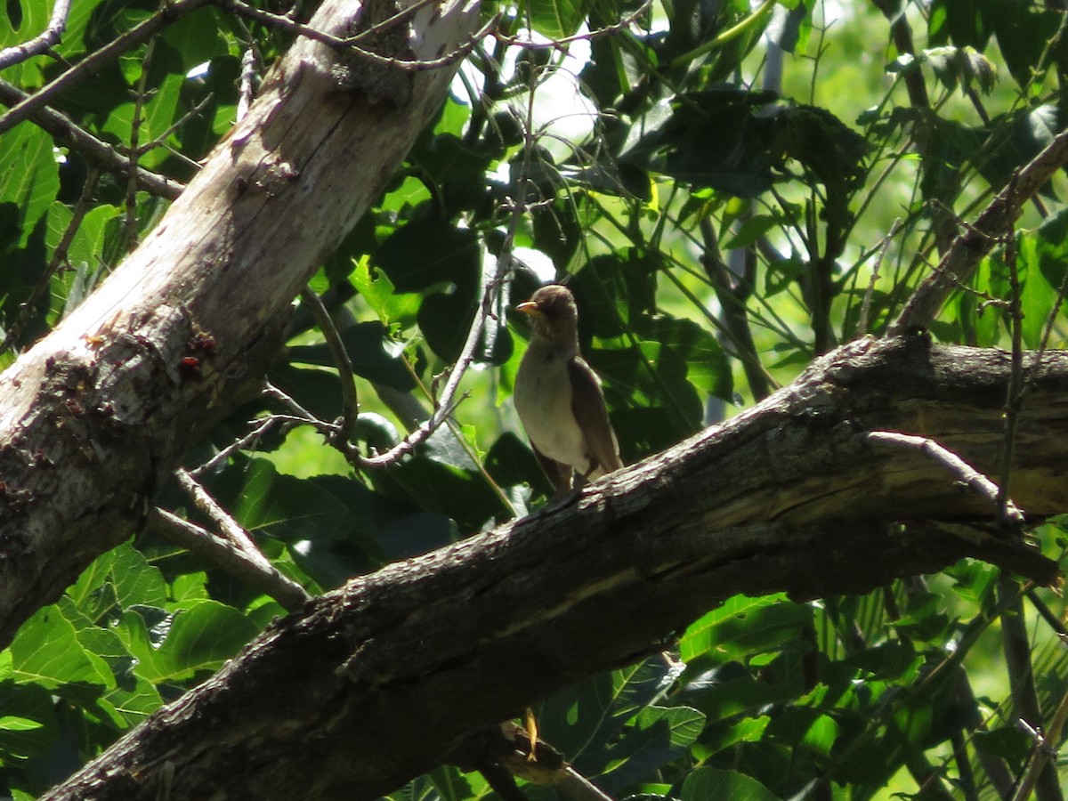 Creamy-bellied Thrush - Ezequiel Vera