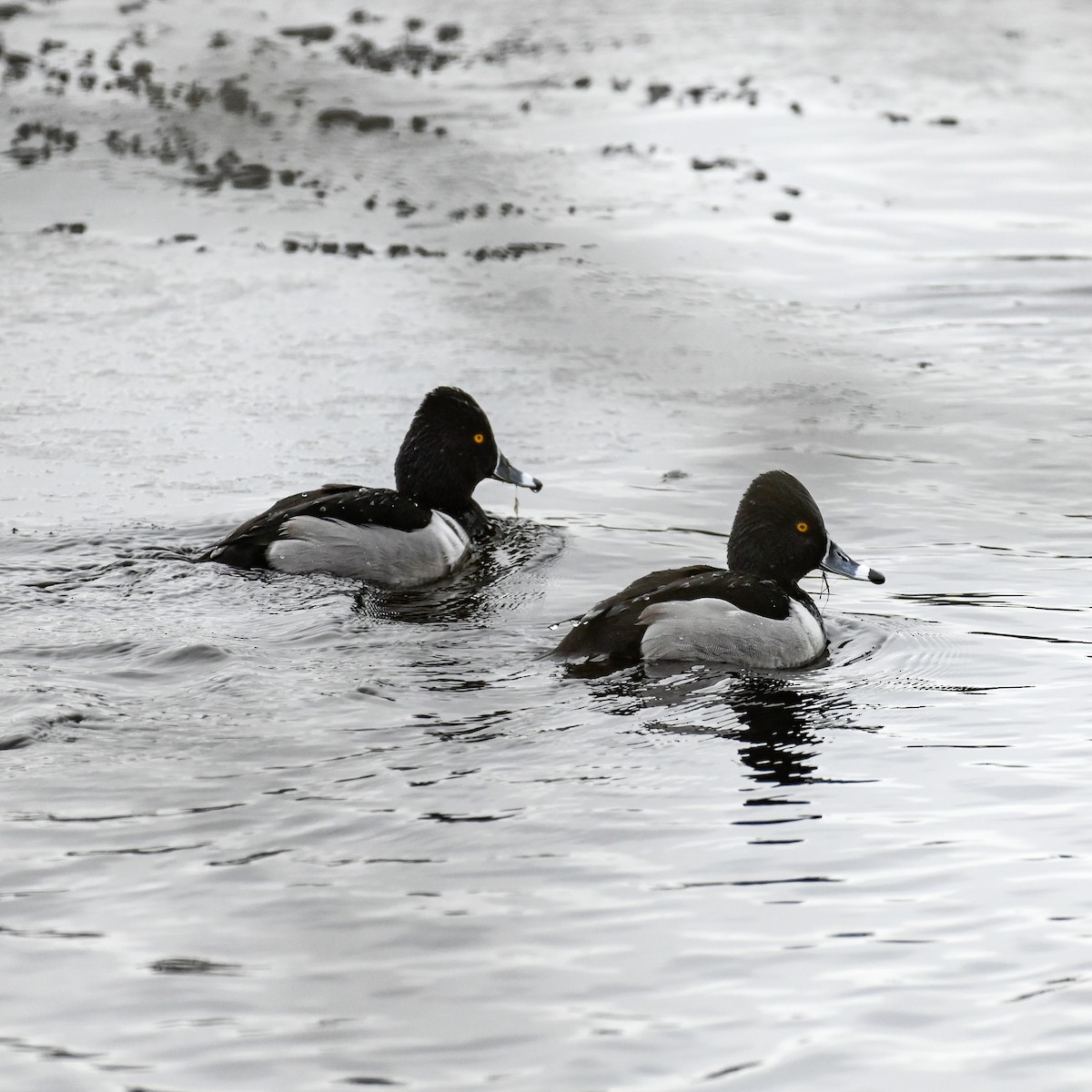 Ring-necked Duck - David Govoni