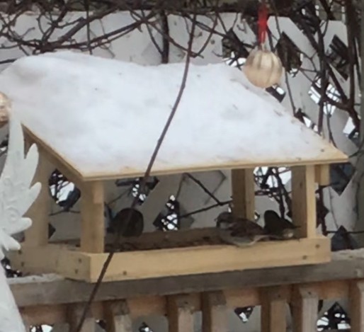 Moineau domestique - ML614144786