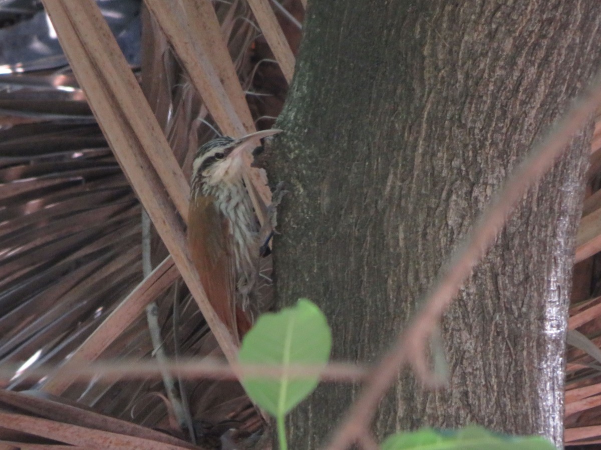 Narrow-billed Woodcreeper - Ezequiel Vera