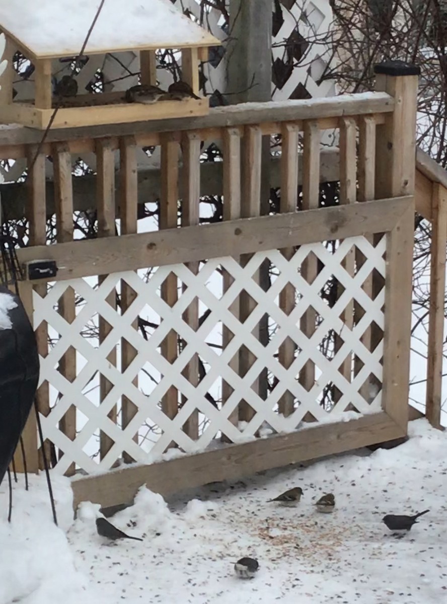 Junco ardoisé - ML614144791