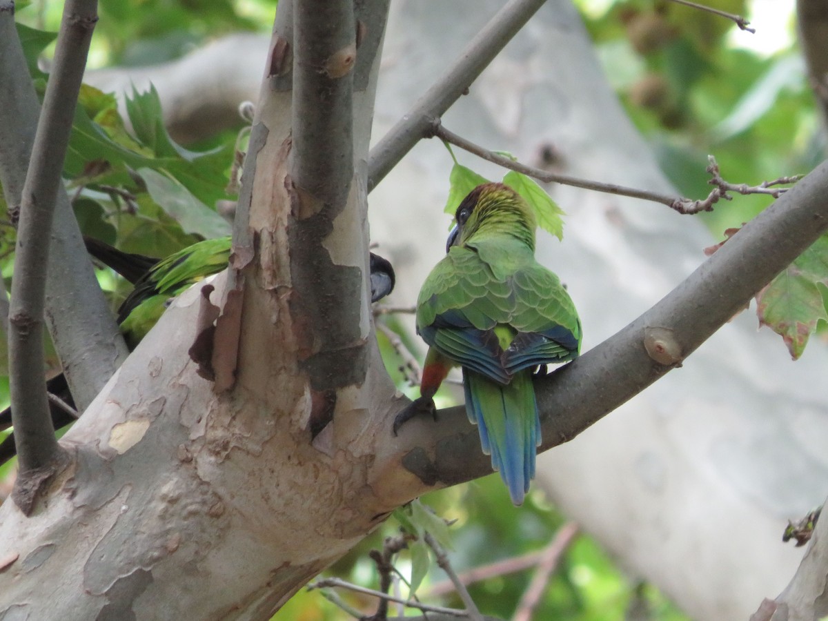 Nanday Parakeet - Ezequiel Vera