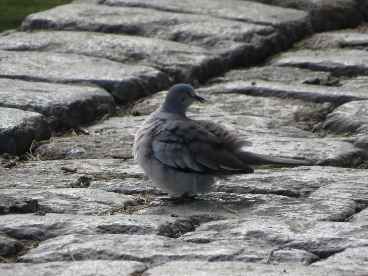 Picui Ground Dove - Ezequiel Vera