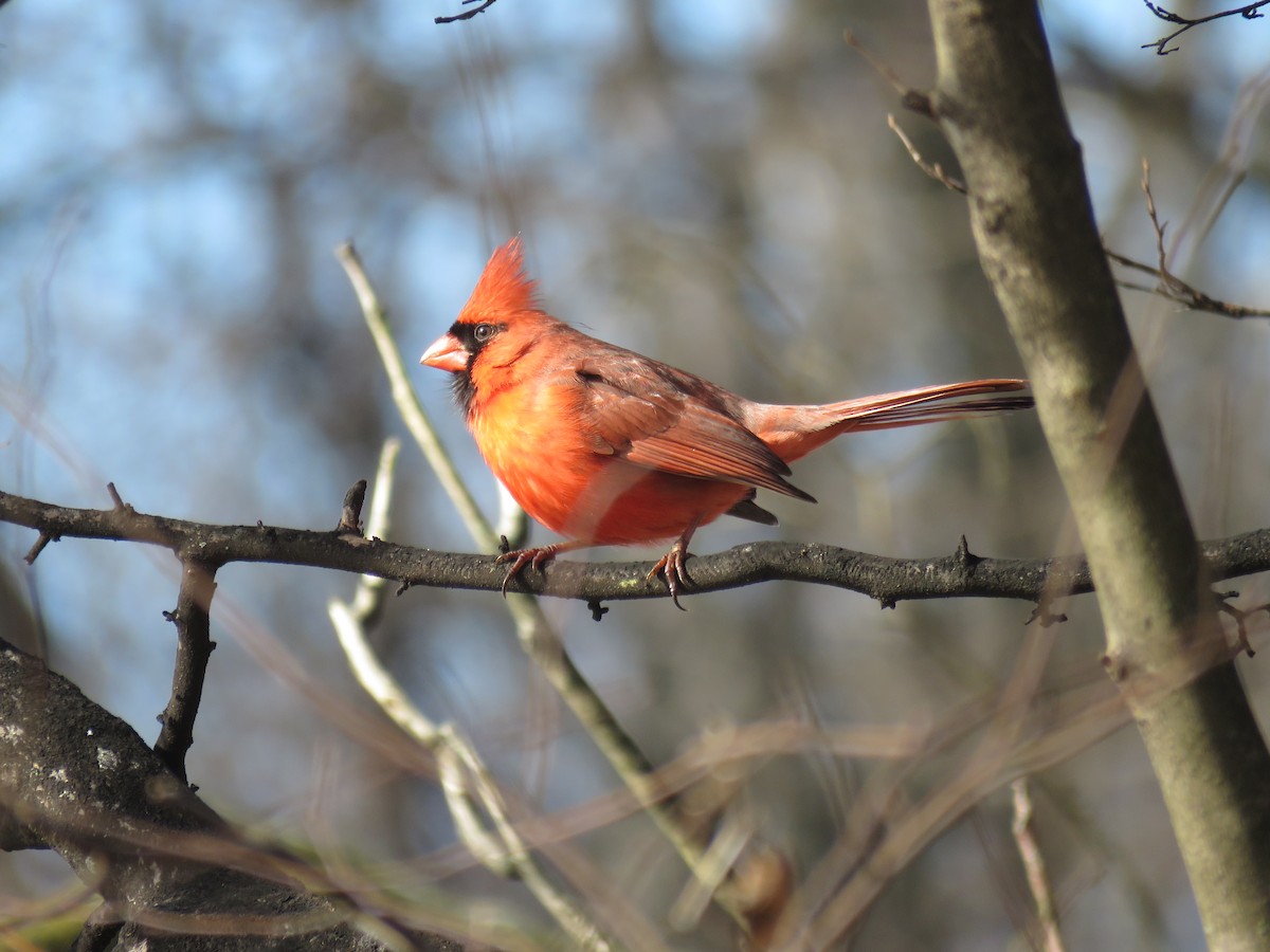 Northern Cardinal - ML614144840