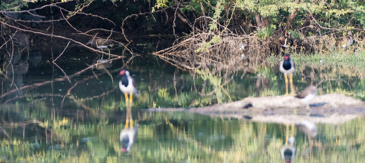 Greater Painted-Snipe - ML614144862