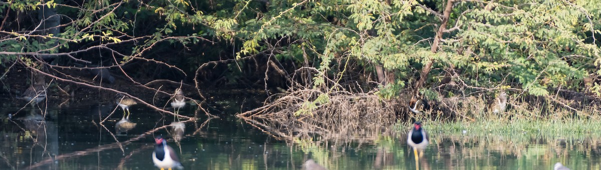 Greater Painted-Snipe - ML614144863