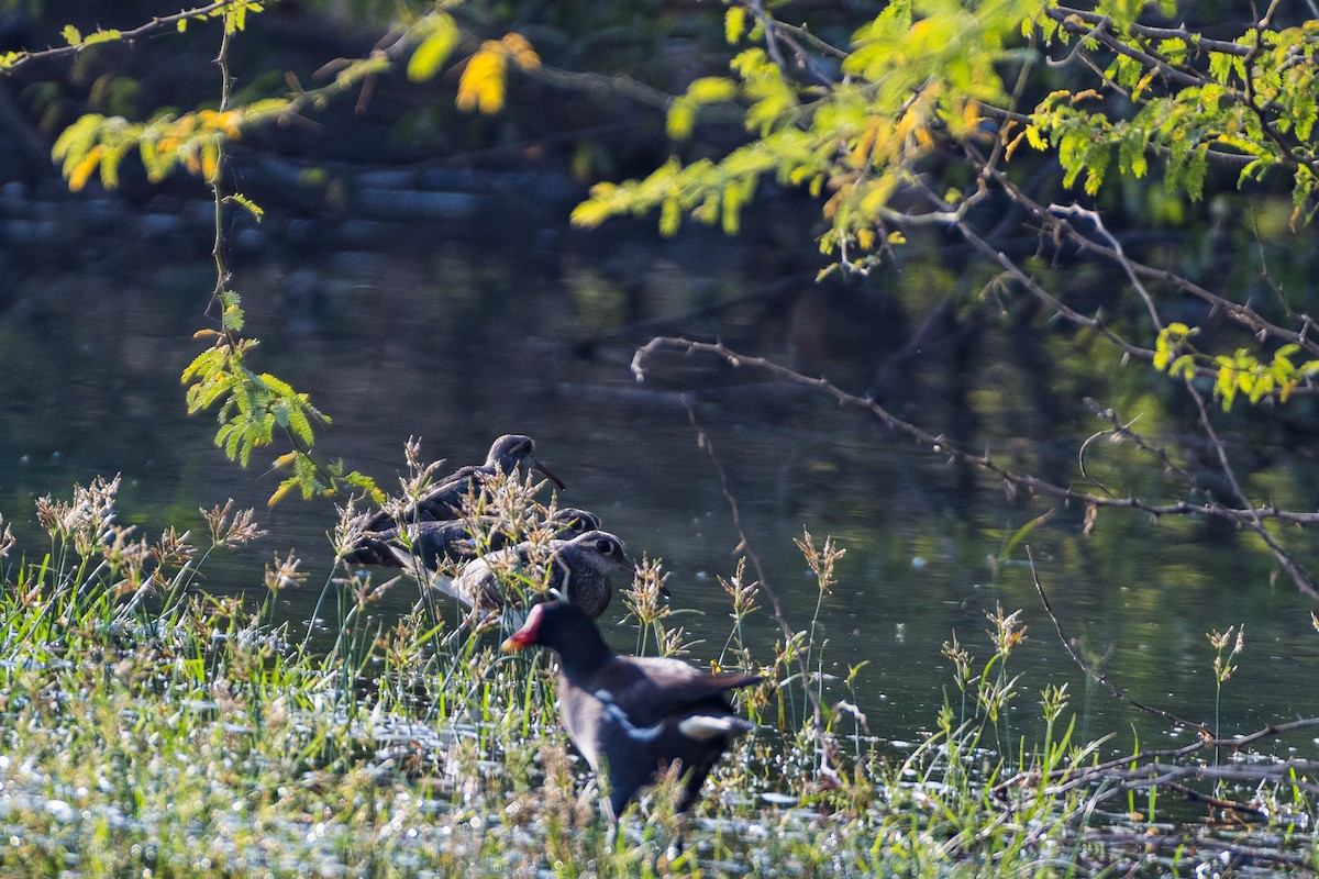 Greater Painted-Snipe - ML614144864