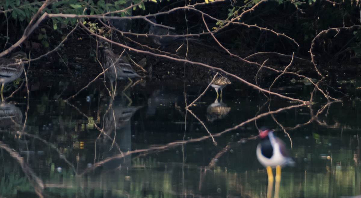 Indian Thick-knee - ML614144876