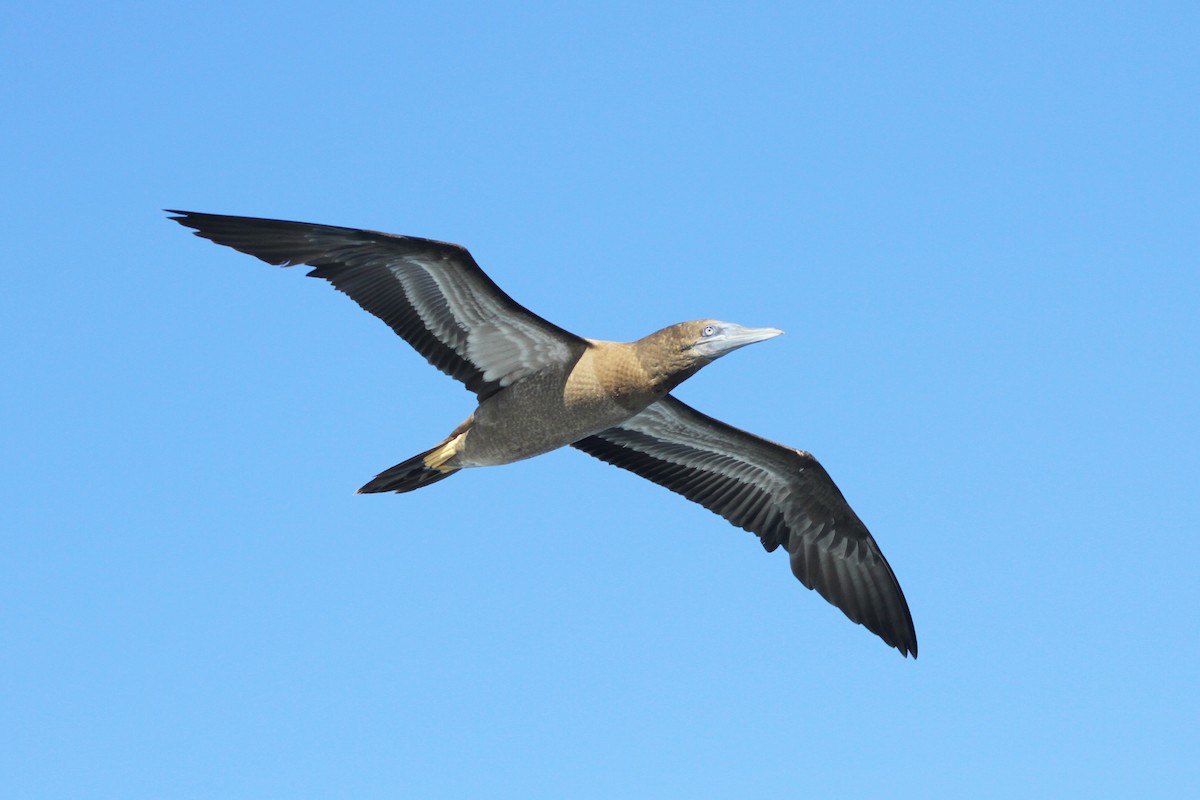 Brown Booby - William McKinney