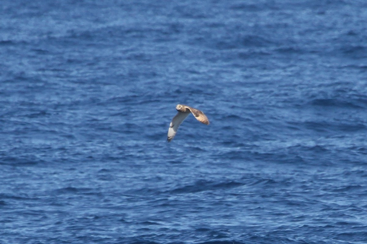 Short-eared Owl - ML614144919