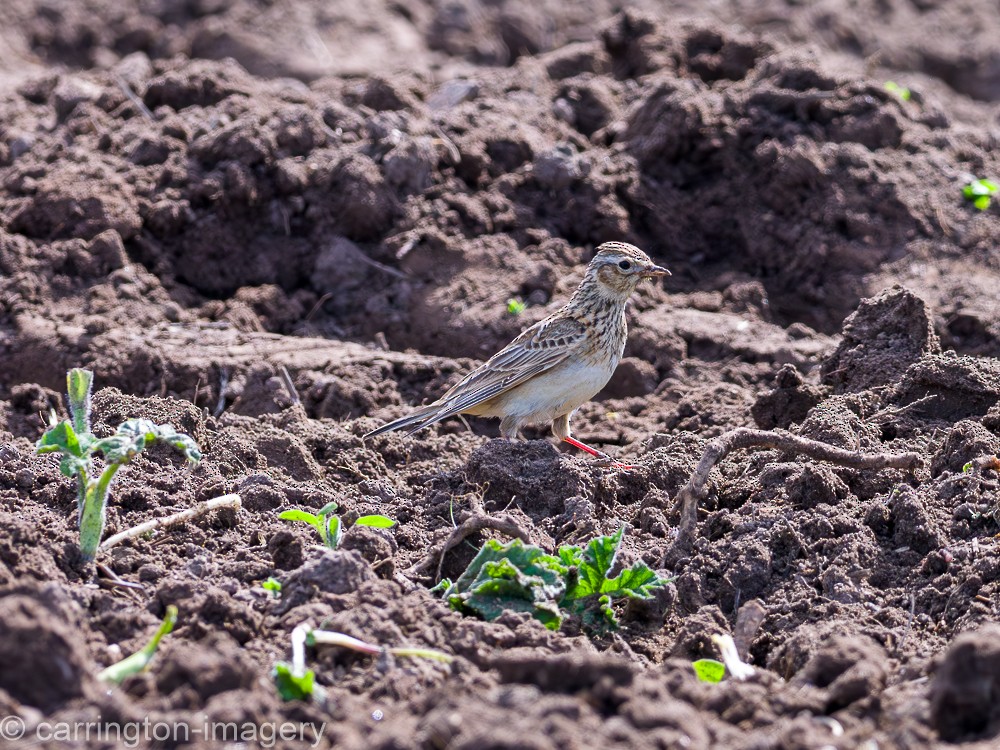 Eurasian Skylark - Chris Carrington