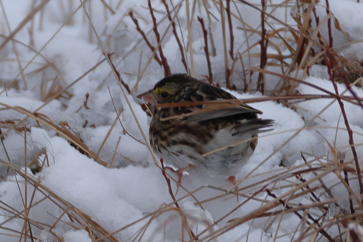 Savannah Sparrow - ML614144964