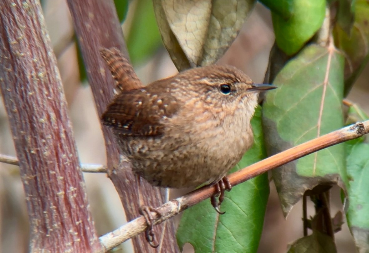 Winter Wren - ML614144980