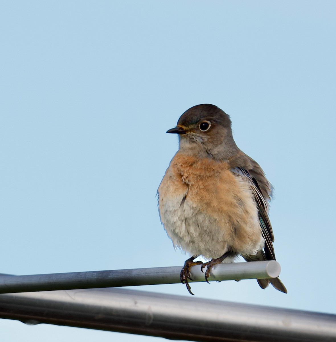 Western Bluebird - ML614145038