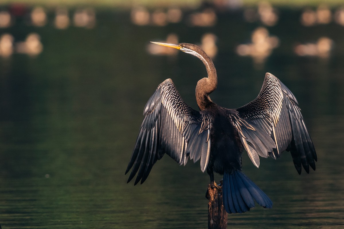 Oriental Darter - ML614145045