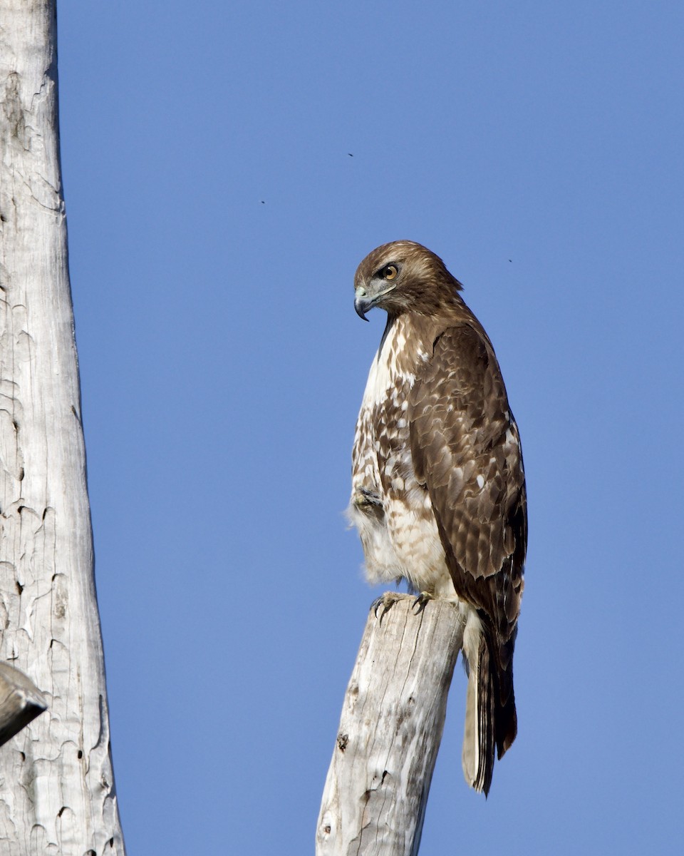 Red-tailed Hawk - ML614145175